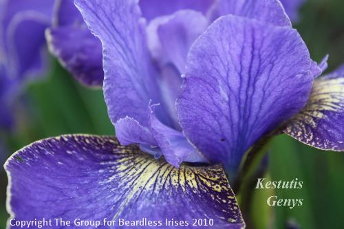 Kestutis Genys 16.5 (1)